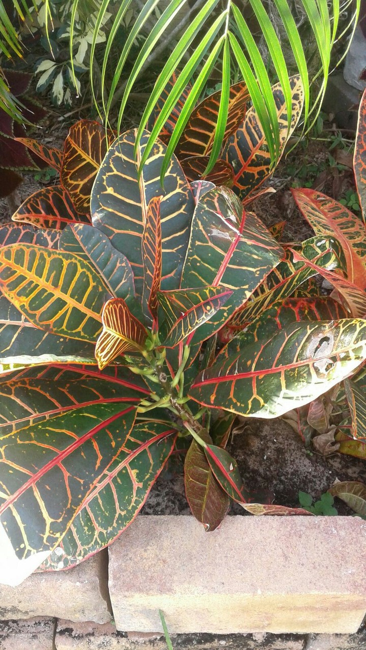 Colors.