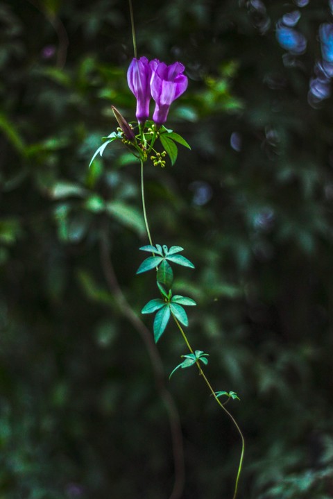 Sleeping Flower