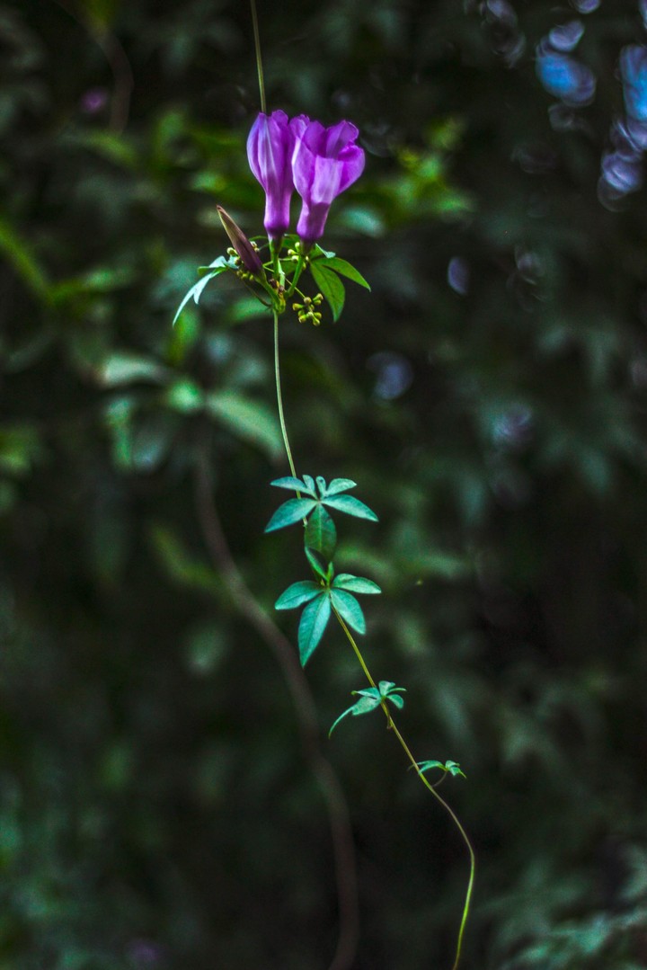 Sleeping Flower