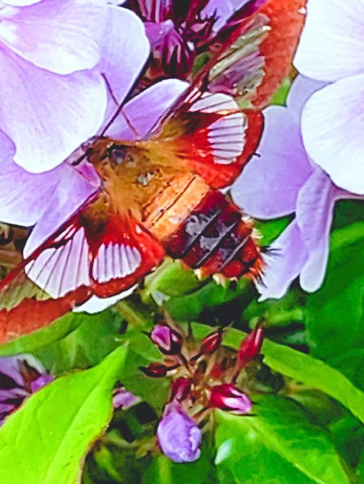 hummingbird moth