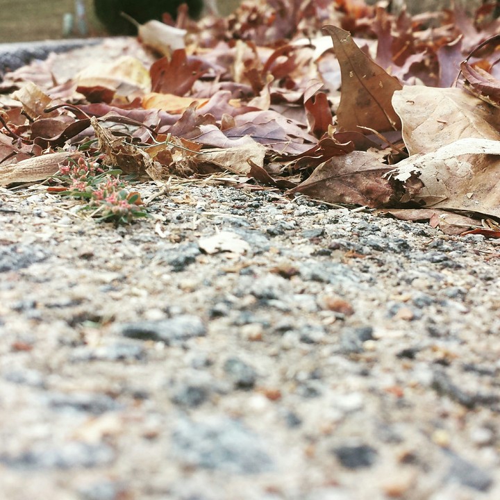 the ground of fall