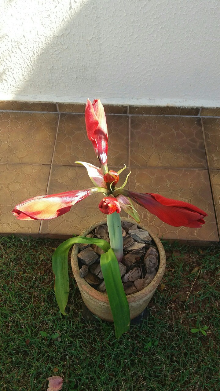 desabrochar