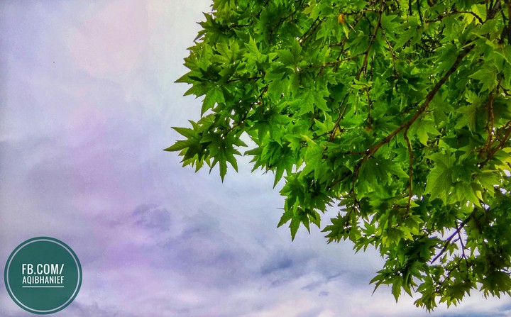 Chinar