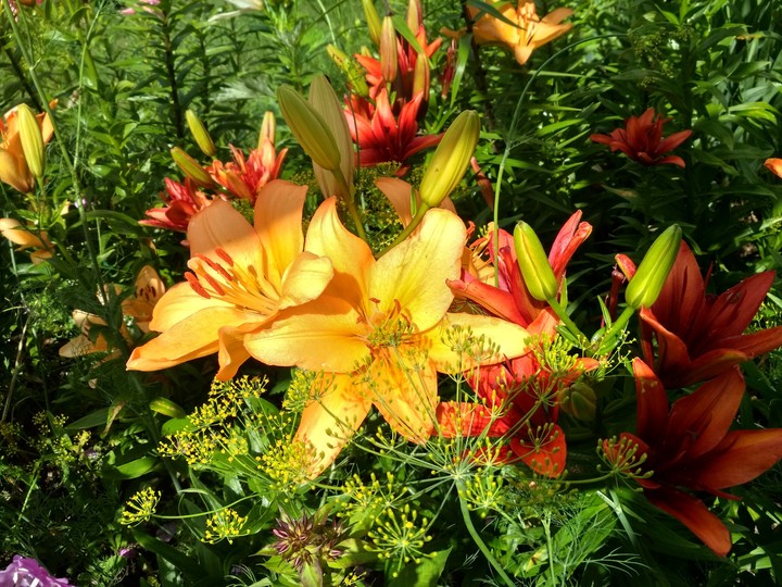 tiger lilies