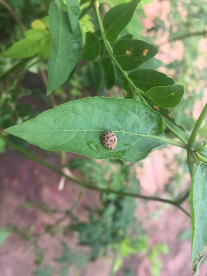 beetle