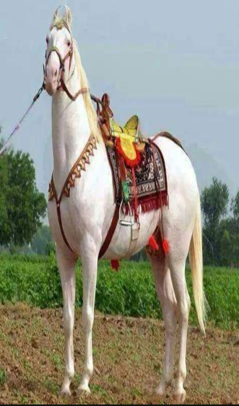 bridle, horse háttérképek