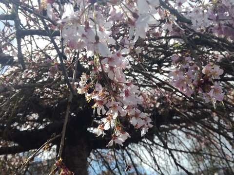 Blossom tree
