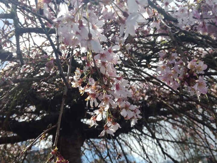 Blossom tree