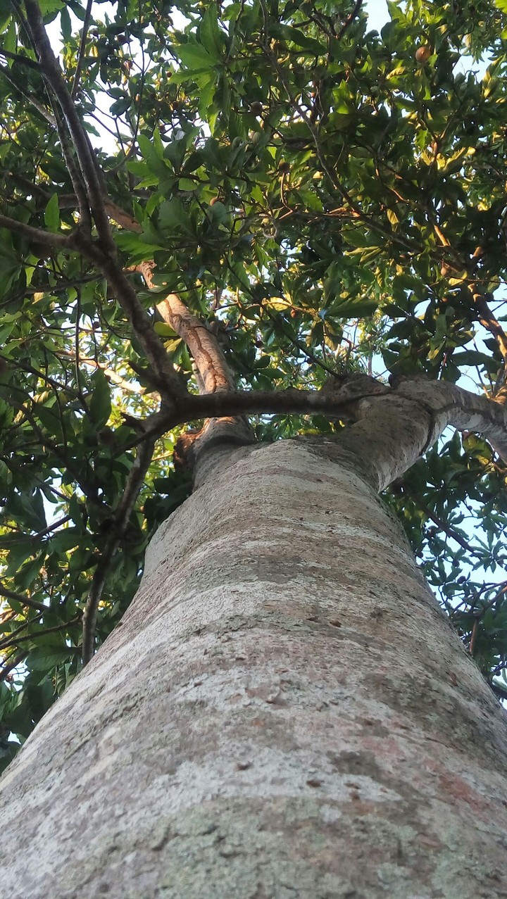 tree
