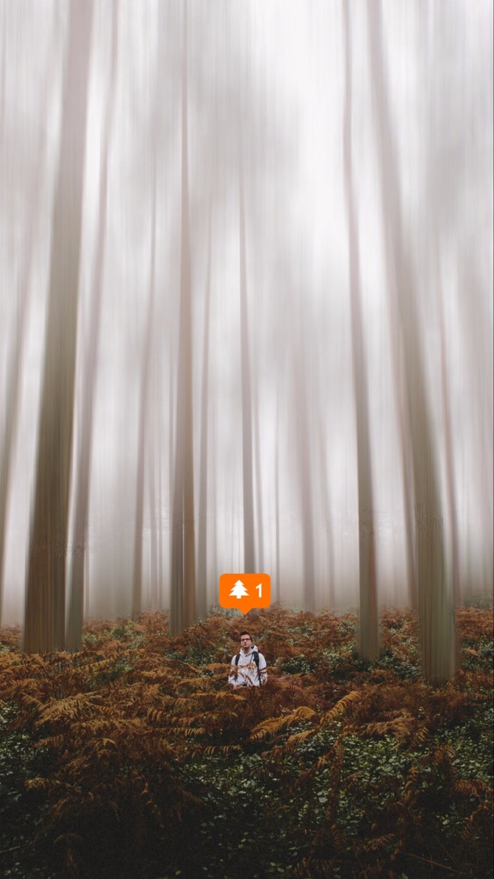 |__FOREST__|