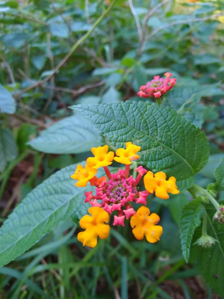 wild flowers