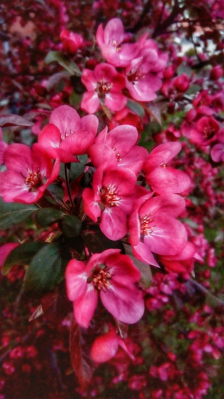 blossom