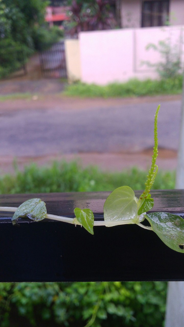 plant