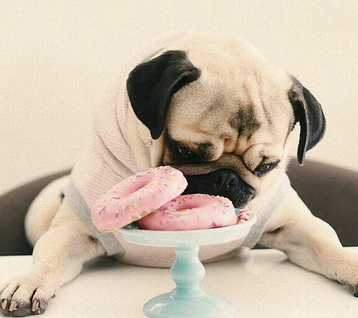 Pug_&_Donate