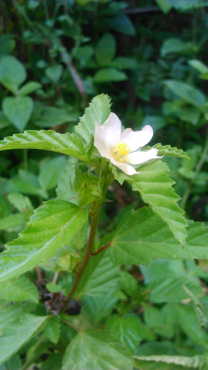 Morning Flower.
