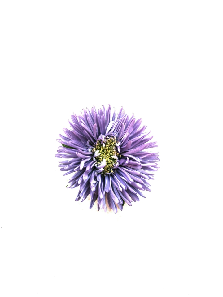 Purple Flower