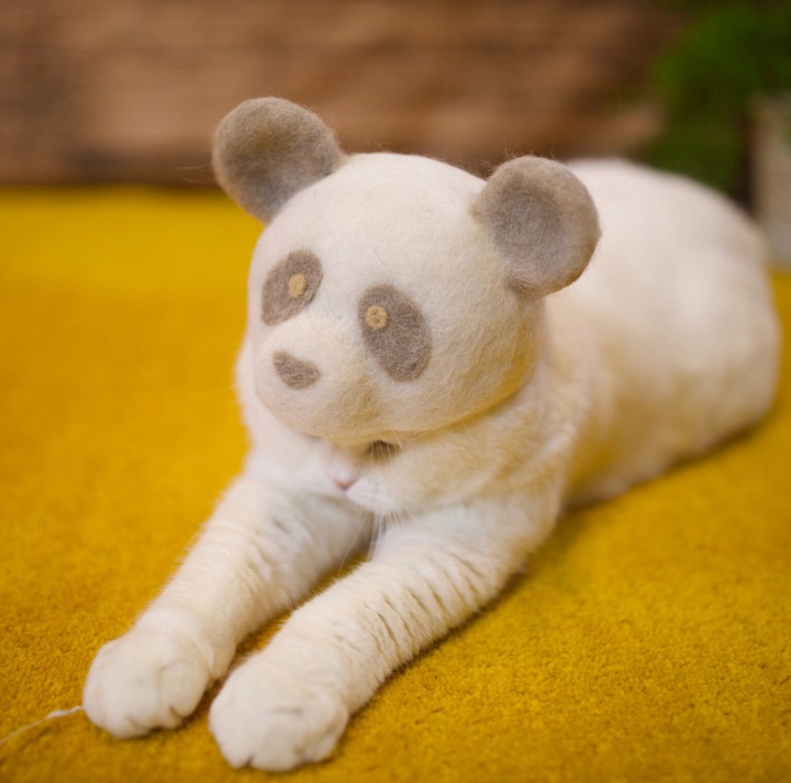 Кот в шапочке
