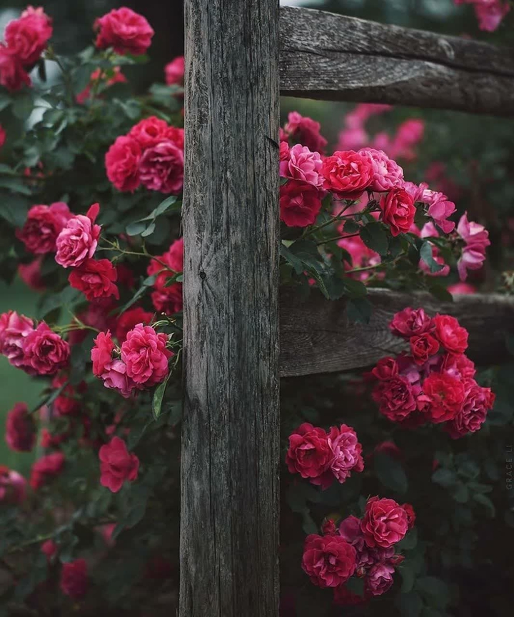 flower and tree