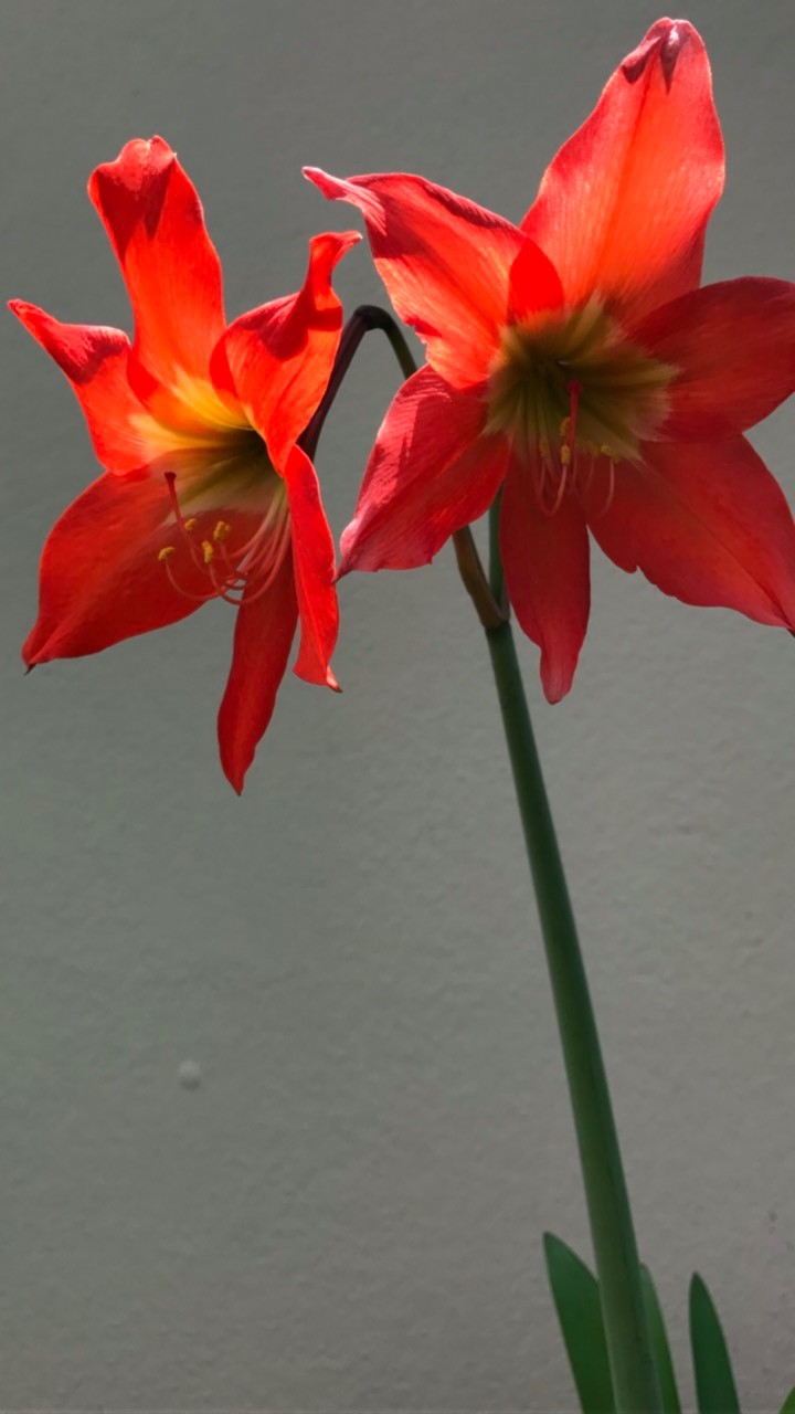 My lilies 