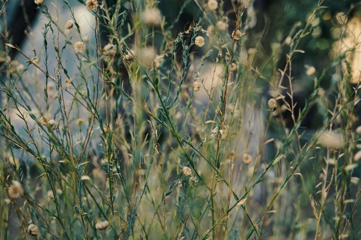grass
