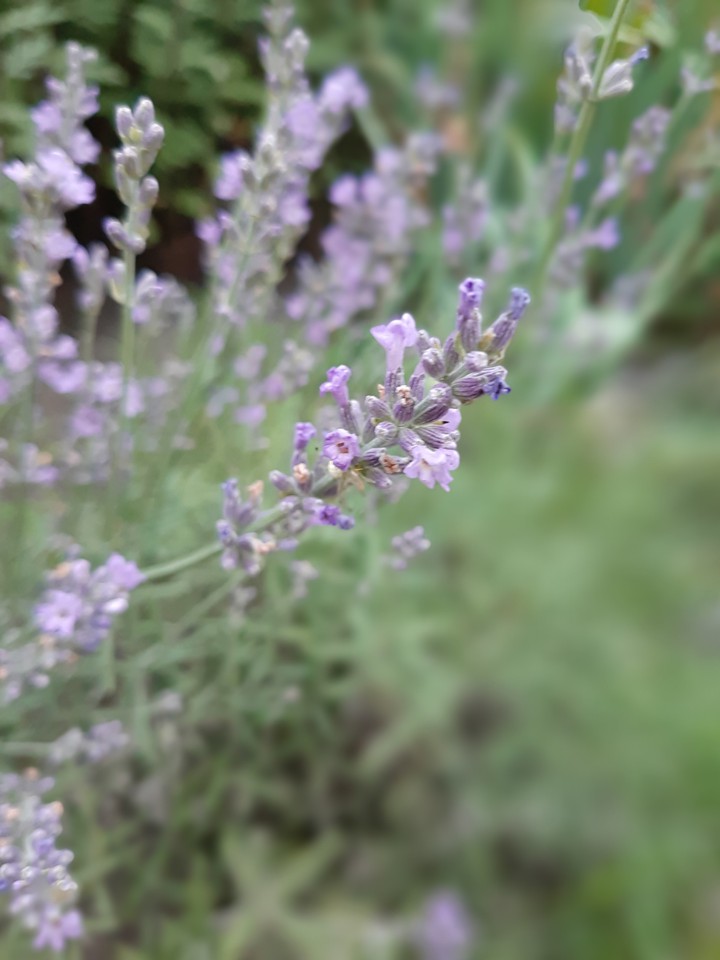 Lavender