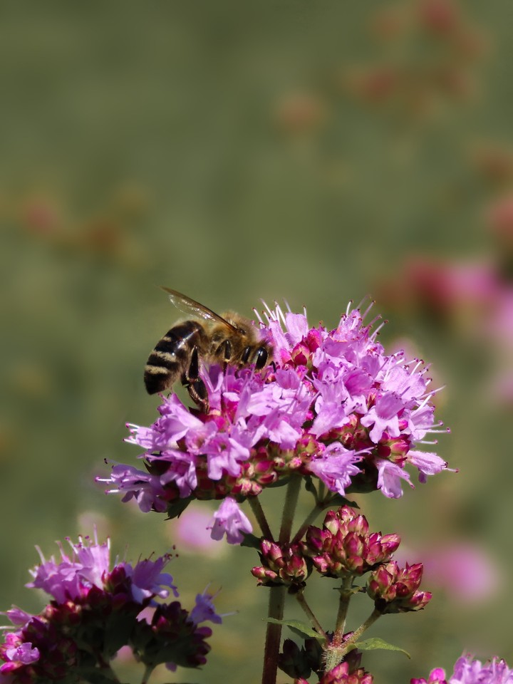 Bee