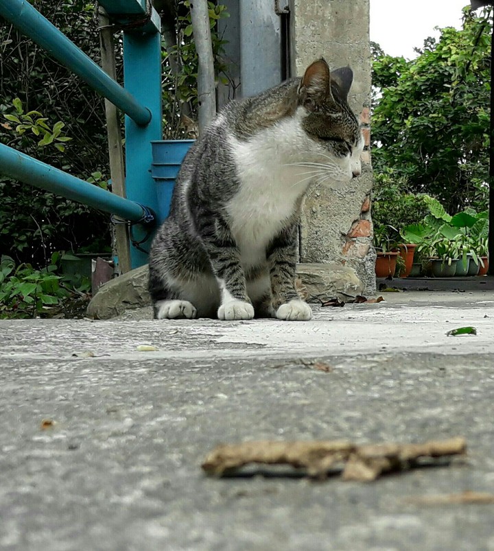 lovely cat
