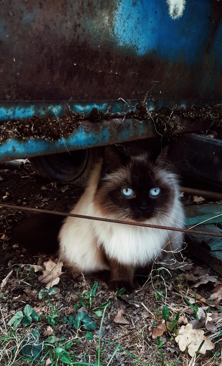 cat with blue eyes