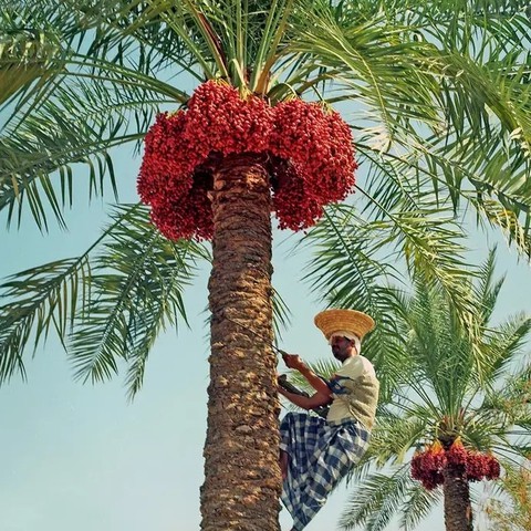 PaLmA
