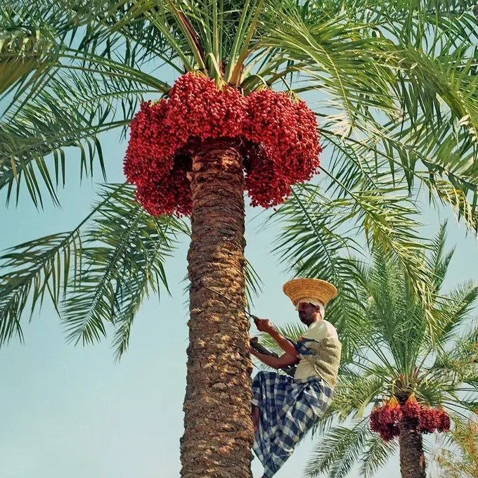 PaLmA