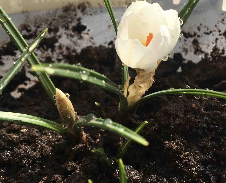 flower~