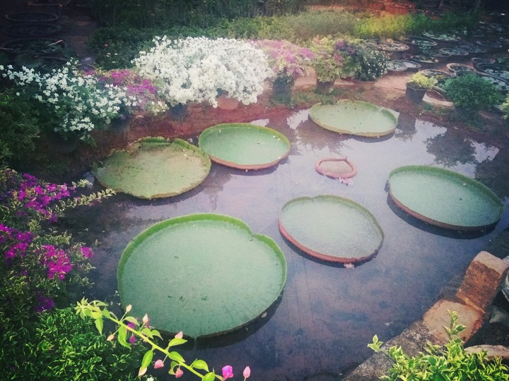 lotus leaf's