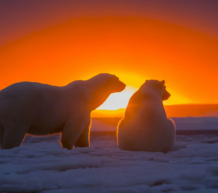 Polar bear