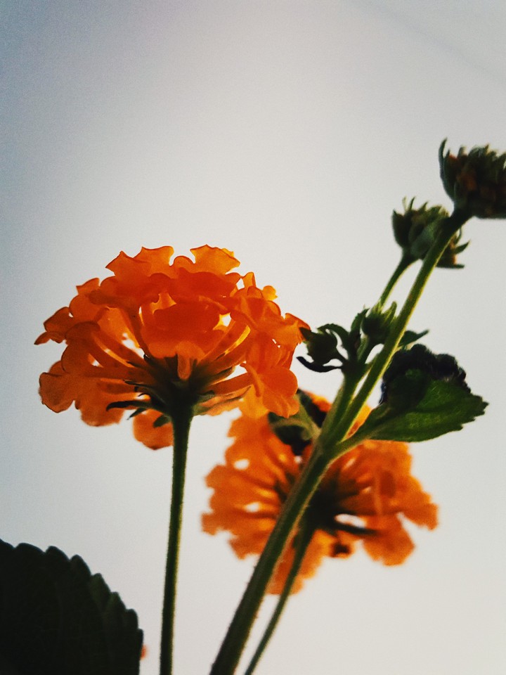 orange flower