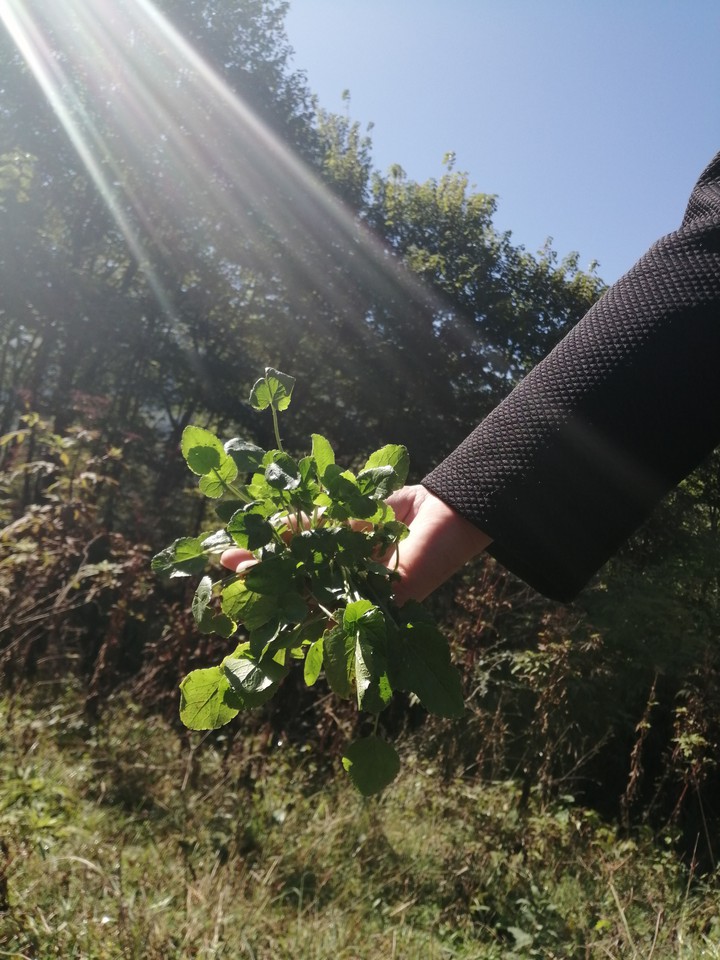 سبزی جنگلی