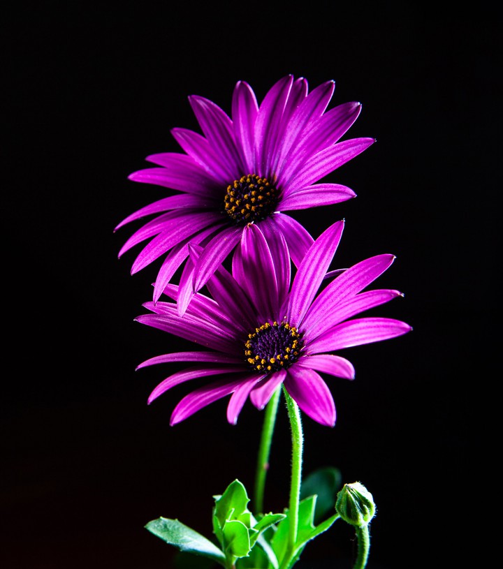 Marguerite fleur rise