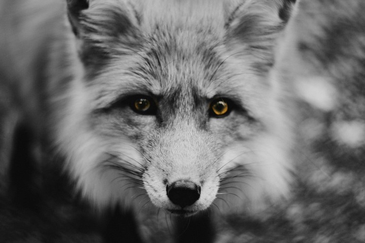 I love foxes