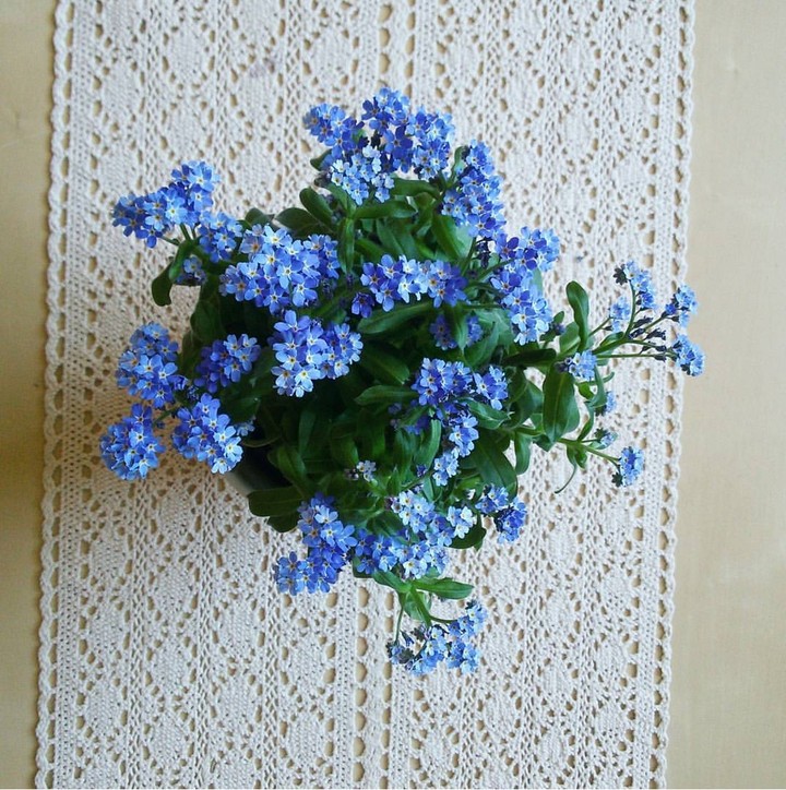 forget-me-not