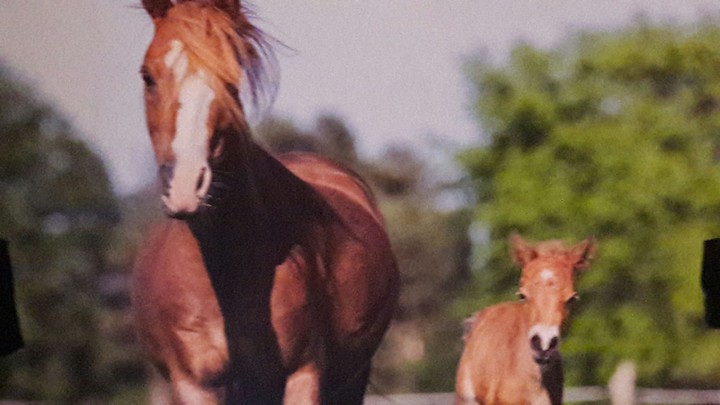 Mama mit Fohlen