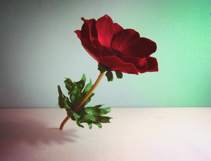 a single flower