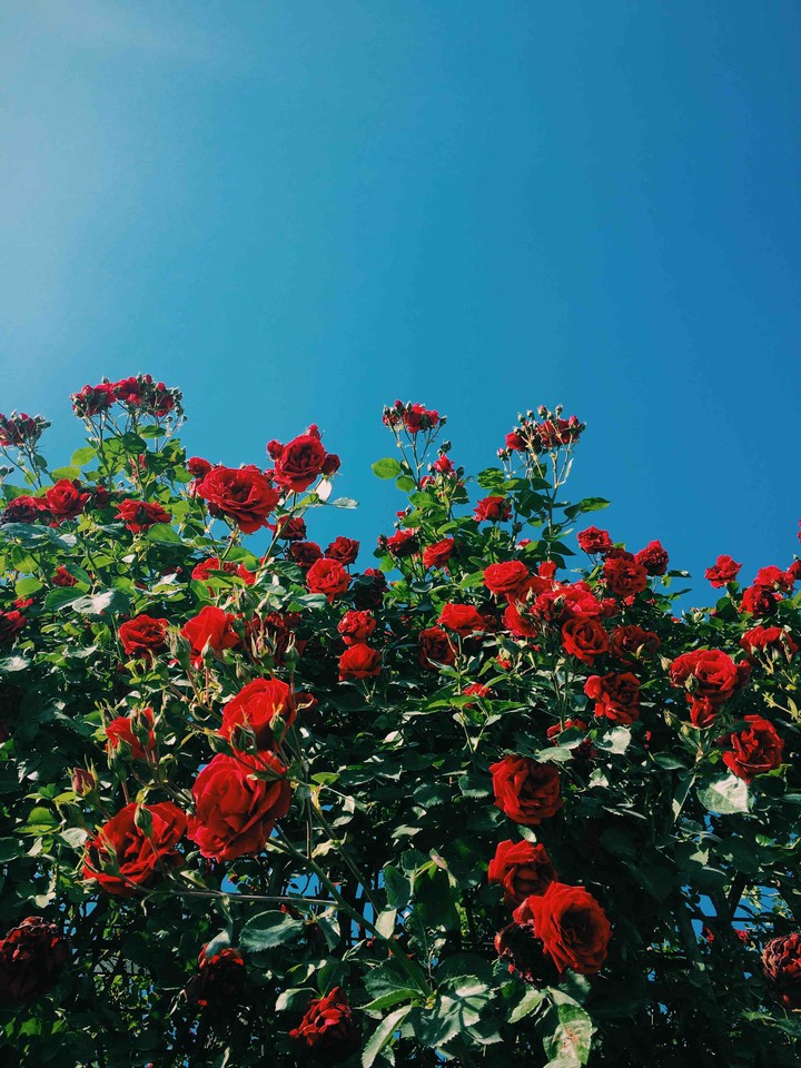 Red Roses