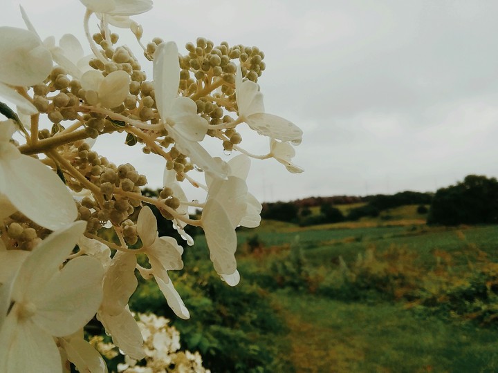 white flowers