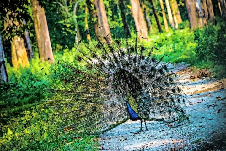 Dancing Peacock
