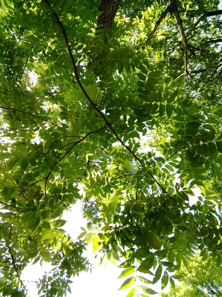 tree...