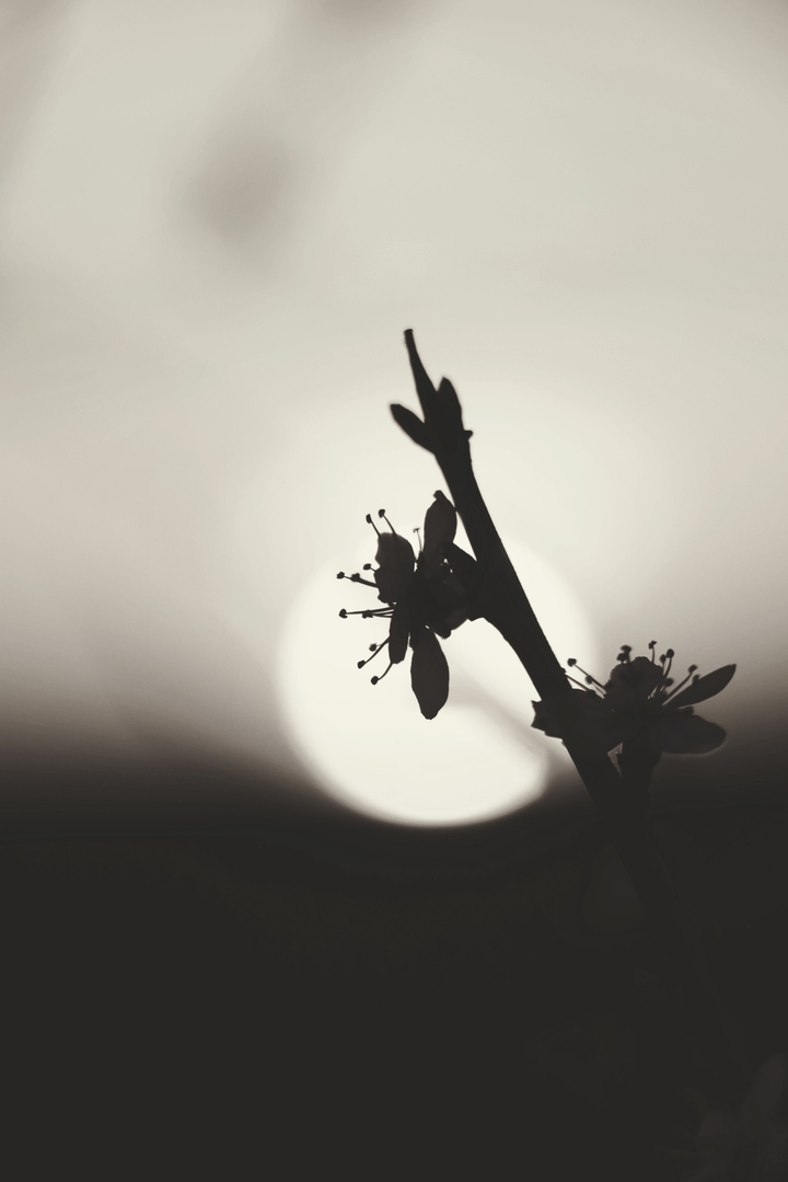 blossoms by sunset