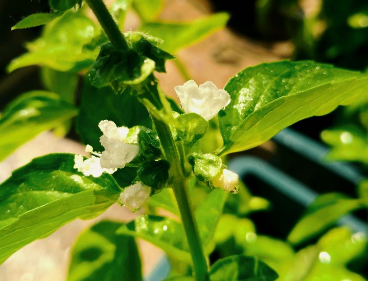 Basil flower