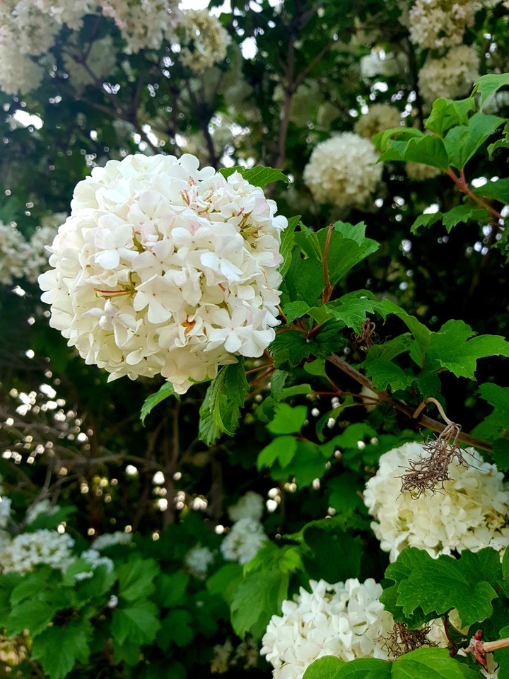 nice flower