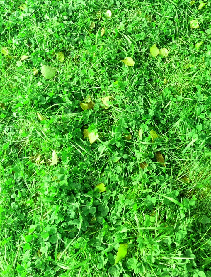 Grass