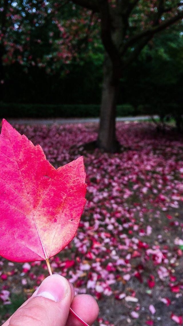 Pink and Autumn