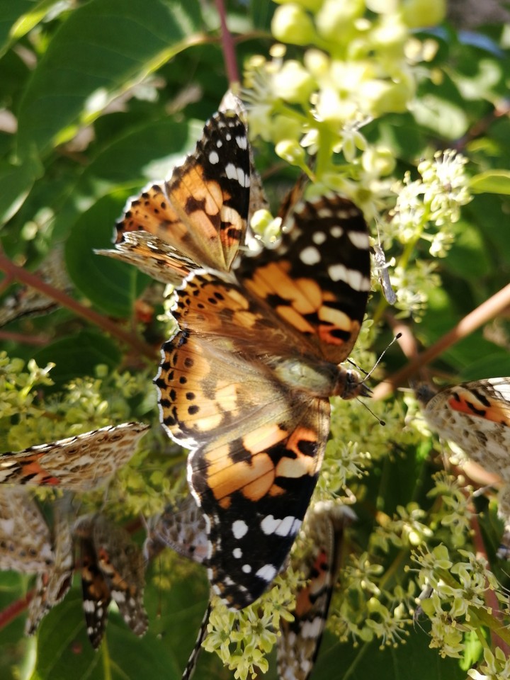 butterfly